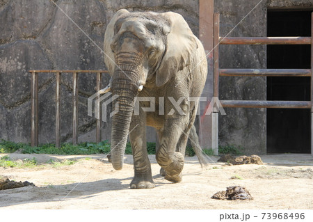 動物 象 顔 正面 目の写真素材