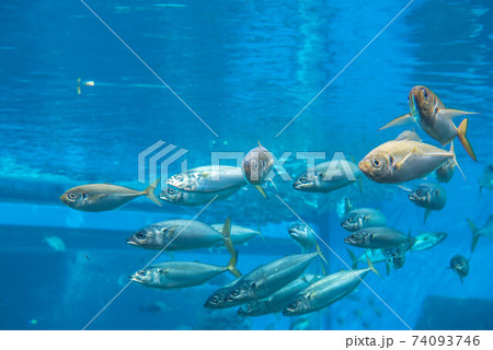 海水魚 魚 魚類 ボラの写真素材 - PIXTA
