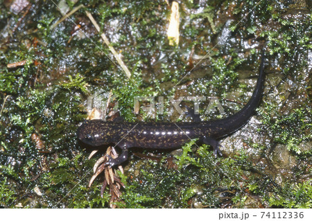 サンショウウオの子供の写真素材