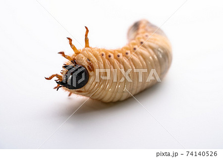 カブトムシ幼虫の写真素材