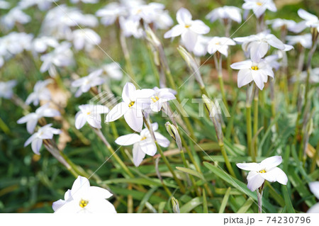 ベツレヘムの星 花の写真素材 ベツレヘムの星 花の写真素材