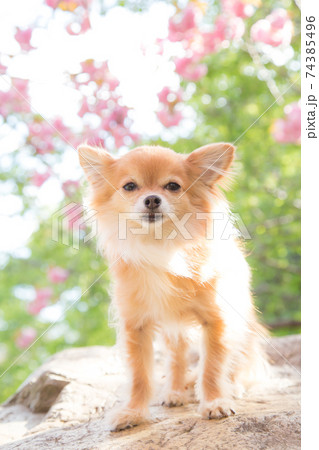 犬 チワワ 桜 春の写真素材 - PIXTA