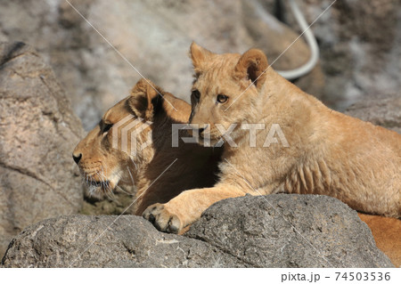動物 ライオン 親子 母子の写真素材