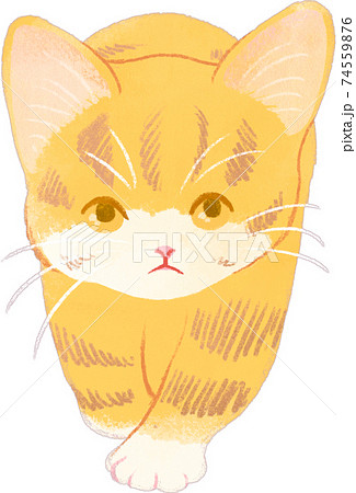 勇ましい 動物の写真素材