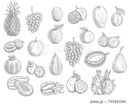 Sketch Fruits Isolated Vector Icons Tropical Setのイラスト素材