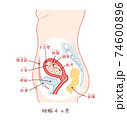 胎児の成長 妊娠3ヶ月 のイラスト素材