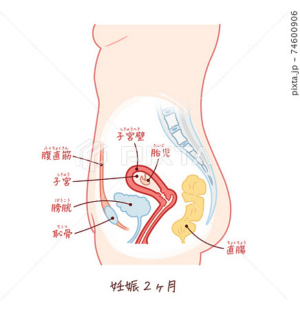 子宮のイラスト素材