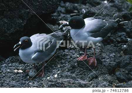 かもめの写真素材集 ピクスタ