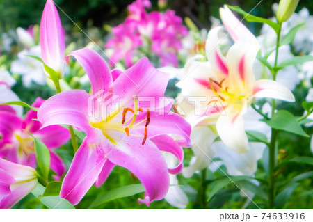 日比谷公園 花の写真素材
