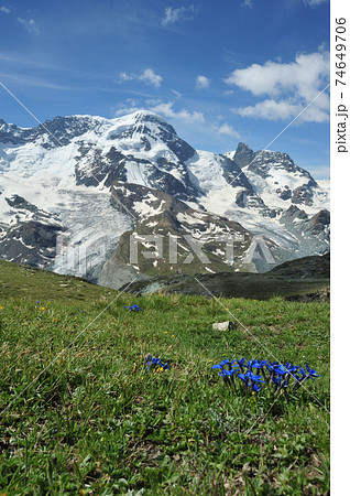 アルプス マッターホルン 花畑 スイスの写真素材