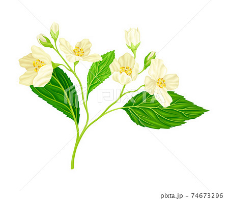 ジャスミン 花のイラスト素材