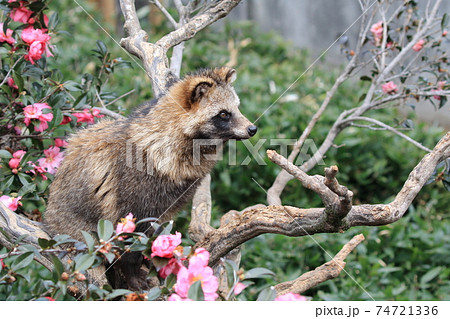 たぬき 狸 の写真素材集 ピクスタ