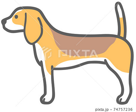 ビーグル 犬 横顔 ペットの写真素材