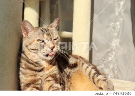 動物 猫 ウインク ペットの写真素材