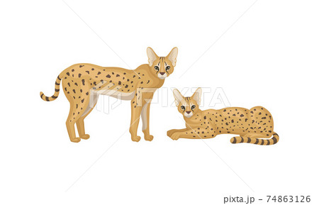サーバル キャットのイラスト素材