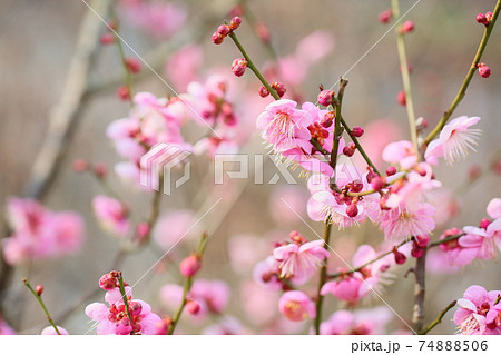 小花 花 ピンク 春の写真素材