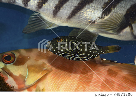 ハタ 幼魚 魚 海の写真素材