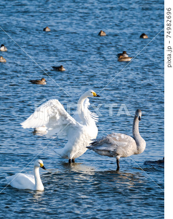 白鳥の羽ばたきの写真素材