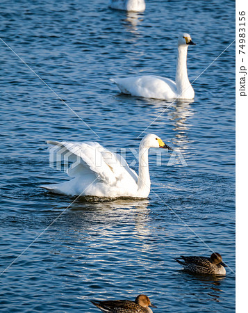 白鳥の湖の写真素材