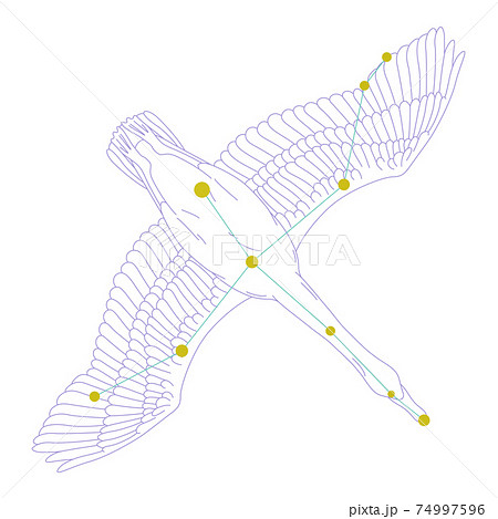 白鳥座 イラストの写真素材 - PIXTA