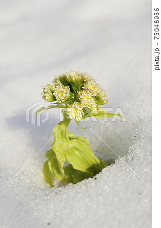 フキノトウ 蕗の薹 ふきのとう 雪の写真素材