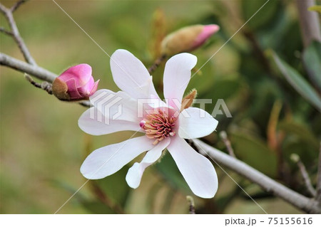 ひめこぶし 花の写真素材