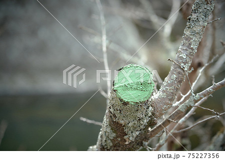 癒合剤の写真素材