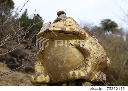 筑波山ガマガエルの写真素材 - PIXTA