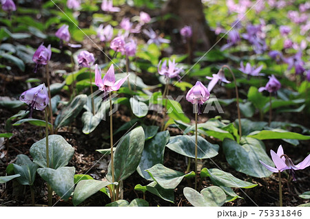 花 春 紫 単子葉植物の写真素材