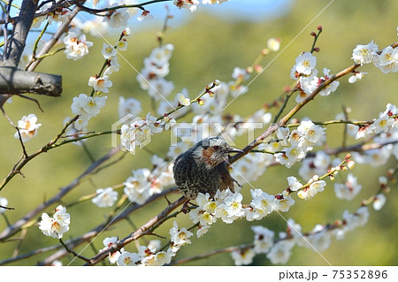 梅の花の写真素材集 - PIXTA（ピクスタ）
