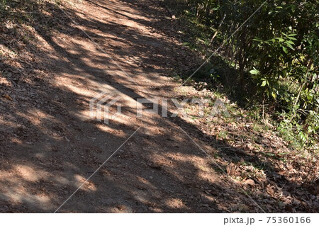 地面 テクスチャ 雑草 歩道の写真素材