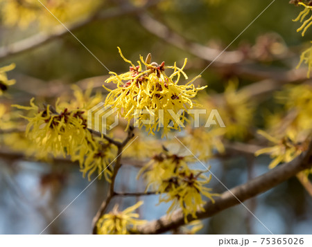 花 万作 植物 春の写真素材