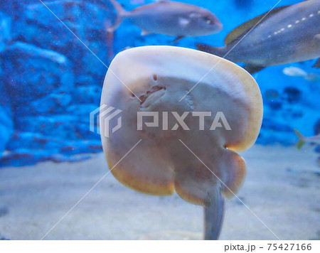 エイ 魚 壁紙 綺麗の写真素材