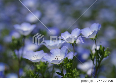 ネモフィラ 美しい花 綺麗な花 Baby Blue Eyesの写真素材