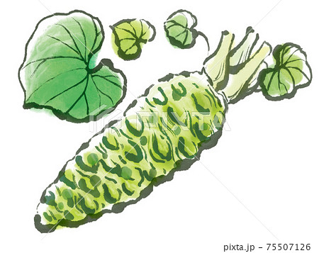 わさび 山葵 水墨画 ワサビのイラスト素材 - PIXTA