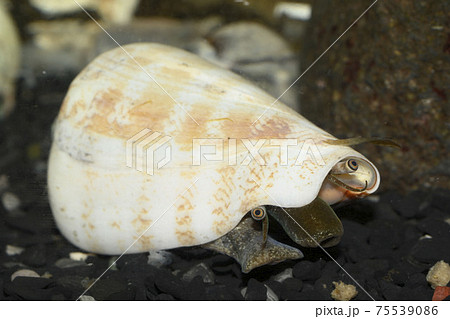 マガキガイ 目の写真素材