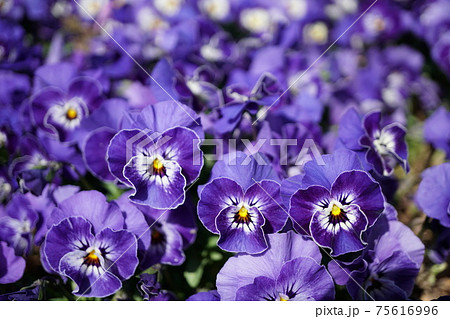 すみれの花の写真素材