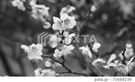 花 モノクロ 白黒 植物の写真素材