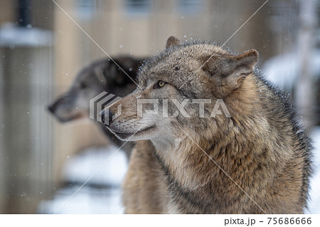 オオカミ 狼 の写真素材集 ピクスタ