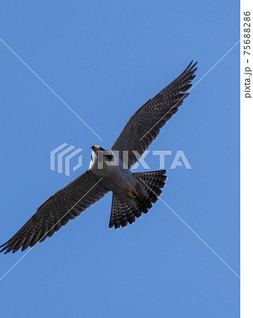 ハヤブサ 自然 鳥 かっこいいの写真素材
