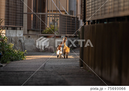 動物 猫 歩く 後ろ姿の写真素材