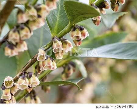 ビシャコ 春 花の写真素材