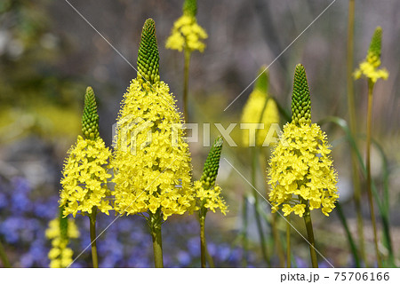 花 ブルビネラ フロリブンダ ブルビネラ 黄色の写真素材