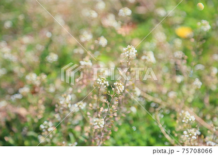 植物 雑草 白い花 小花の写真素材