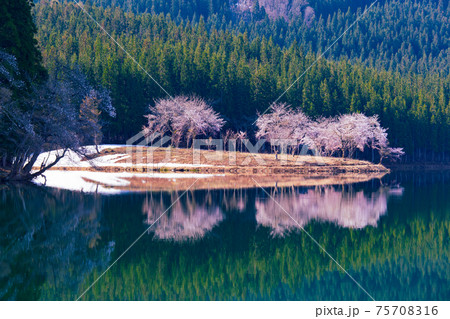 中子の桜の写真素材