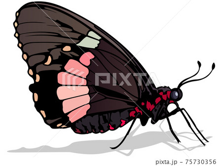 きれい 生物学 美しい 動物のイラスト素材