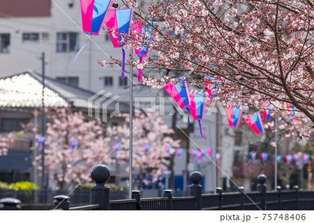 お花見提灯の写真素材