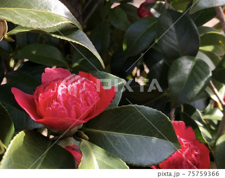 江戸椿の写真素材