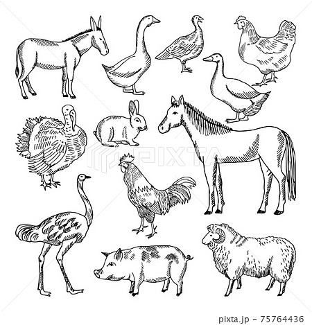 白黒鳥のイラスト素材