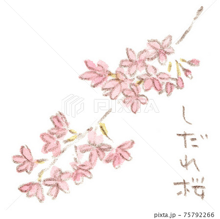しだれ桜 夜桜 花 桜のイラスト素材